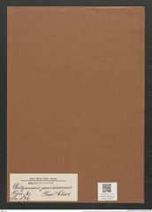 Dictyoneis jamaicensis (Grev.) Cleve (de-Toni-Nr.: Genus 2, Species 836) Zeichnungen Sammlung Grunow Mappe 00850 (Herbarium_W_Grunow_drawings_Folder_00850)